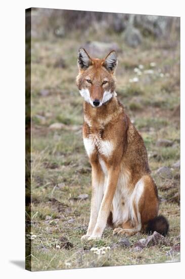 Ethiopian Wolf-null-Stretched Canvas