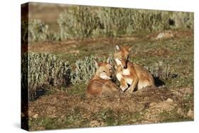 Ethiopian Wolf-null-Stretched Canvas