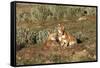 Ethiopian Wolf-null-Framed Stretched Canvas