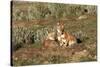 Ethiopian Wolf-null-Stretched Canvas