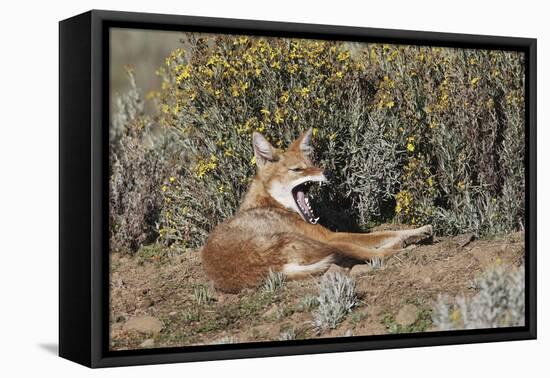 Ethiopian Wolf-null-Framed Stretched Canvas