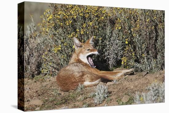 Ethiopian Wolf-null-Stretched Canvas