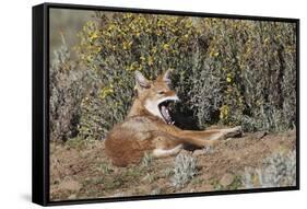 Ethiopian Wolf-null-Framed Stretched Canvas