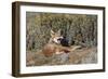 Ethiopian Wolf-null-Framed Premium Photographic Print