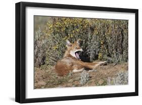 Ethiopian Wolf-null-Framed Premium Photographic Print