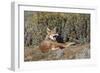 Ethiopian Wolf-null-Framed Premium Photographic Print