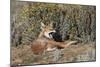 Ethiopian Wolf-null-Mounted Premium Photographic Print