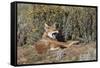 Ethiopian Wolf-null-Framed Stretched Canvas