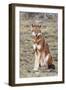 Ethiopian Wolf-null-Framed Photographic Print