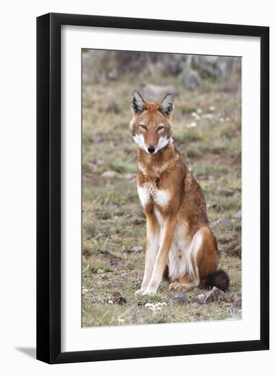 Ethiopian Wolf-null-Framed Photographic Print