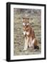 Ethiopian Wolf-null-Framed Photographic Print