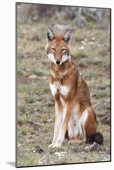 Ethiopian Wolf-null-Mounted Photographic Print