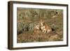 Ethiopian Wolf-null-Framed Photographic Print