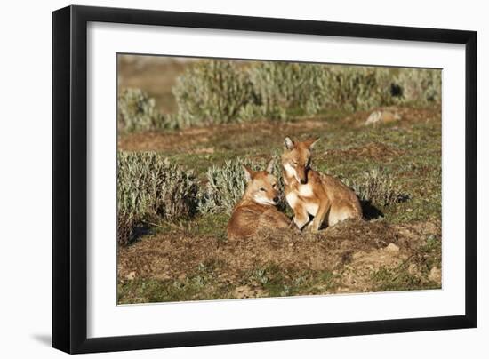 Ethiopian Wolf-null-Framed Photographic Print