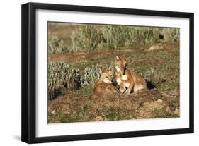 Ethiopian Wolf-null-Framed Photographic Print