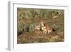 Ethiopian Wolf-null-Framed Photographic Print