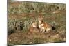 Ethiopian Wolf-null-Mounted Photographic Print