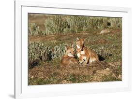 Ethiopian Wolf-null-Framed Photographic Print