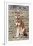 Ethiopian Wolf-null-Framed Photographic Print