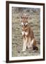 Ethiopian Wolf-null-Framed Photographic Print