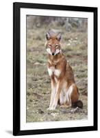 Ethiopian Wolf-null-Framed Photographic Print