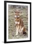 Ethiopian Wolf-null-Framed Photographic Print