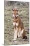 Ethiopian Wolf-null-Mounted Photographic Print