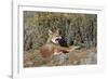 Ethiopian Wolf-null-Framed Photographic Print