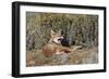 Ethiopian Wolf-null-Framed Photographic Print