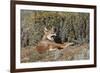 Ethiopian Wolf-null-Framed Photographic Print