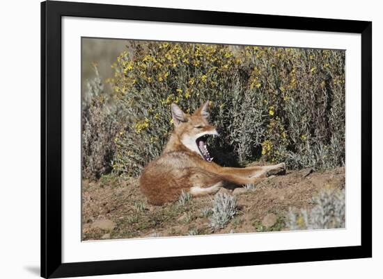 Ethiopian Wolf-null-Framed Photographic Print