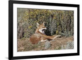 Ethiopian Wolf-null-Framed Photographic Print
