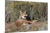 Ethiopian Wolf-null-Mounted Photographic Print