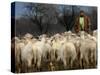 Ethnic Albanian Shepherd Herds His Sheep in the North-West Macedonian Village of Galata-null-Stretched Canvas