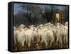 Ethnic Albanian Shepherd Herds His Sheep in the North-West Macedonian Village of Galata-null-Framed Stretched Canvas