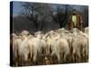 Ethnic Albanian Shepherd Herds His Sheep in the North-West Macedonian Village of Galata-null-Stretched Canvas