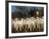 Ethnic Albanian Shepherd Herds His Sheep in the North-West Macedonian Village of Galata-null-Framed Photographic Print