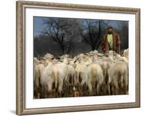 Ethnic Albanian Shepherd Herds His Sheep in the North-West Macedonian Village of Galata-null-Framed Photographic Print