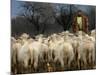 Ethnic Albanian Shepherd Herds His Sheep in the North-West Macedonian Village of Galata-null-Mounted Photographic Print