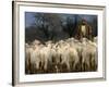 Ethnic Albanian Shepherd Herds His Sheep in the North-West Macedonian Village of Galata-null-Framed Photographic Print