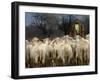 Ethnic Albanian Shepherd Herds His Sheep in the North-West Macedonian Village of Galata-null-Framed Photographic Print