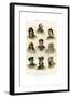 Ethnology, Races of Man, 1800-1900-R Anderson-Framed Giclee Print