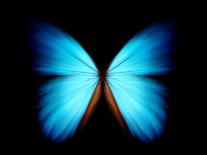 BLUE MORPHO-ethylalkohol-Photographic Print