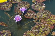 Two Water Lilies-ETIENjones-Photographic Print