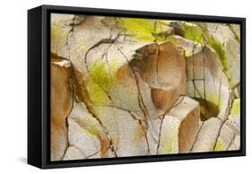 Etive Riverbed Dried Off Riverbed with Red Rocks-null-Framed Stretched Canvas