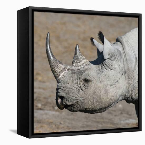 Etosha National Park, Namibia, Africa. Black Rhinoceros profile.-Karen Ann Sullivan-Framed Stretched Canvas