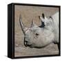 Etosha National Park, Namibia, Africa. Black Rhinoceros profile.-Karen Ann Sullivan-Framed Stretched Canvas