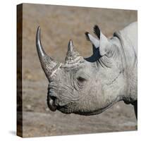 Etosha National Park, Namibia, Africa. Black Rhinoceros profile.-Karen Ann Sullivan-Stretched Canvas