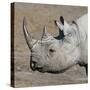 Etosha National Park, Namibia, Africa. Black Rhinoceros profile.-Karen Ann Sullivan-Stretched Canvas