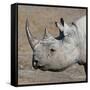 Etosha National Park, Namibia, Africa. Black Rhinoceros profile.-Karen Ann Sullivan-Framed Stretched Canvas